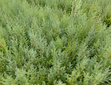 1774413284681159.jpg 柏木苗.jpg