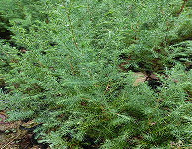 1774413305866782.jpg 柏木苗1.jpg