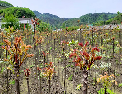 1774413311268323.jpg 椿树苗.jpg