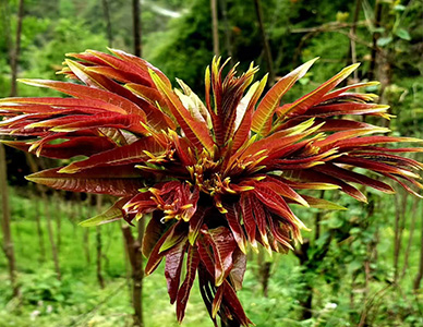 1774413332418717.jpg 椿树苗1.jpg