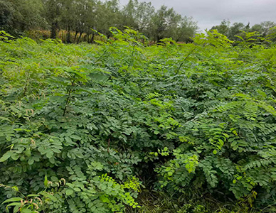 1774413336127971.jpg 刺槐苗.jpg